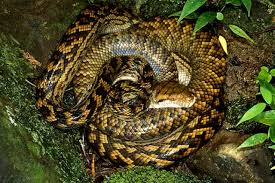 We did not find results for: 7 Spesies Ular Terbesar Di Dunia Berani Pelihara