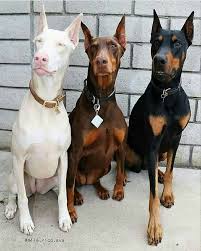 Black And Tan Doberman Puppies For Sale Pin By Laura Rogers On Animals Insects N Birds Doberman Puppy Doberman Pinscher Dog Pets