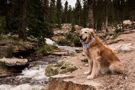 Our dogs are part of our family and pups are affectionately raised inside our clean home. Companion Golden Retriever Rescue