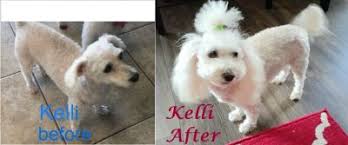 This means that sadly some of these maltipoos will end up at animal shelters or rescue. Dog For Adoption Toto A Maltipoo In Arlington Tx Petfinder