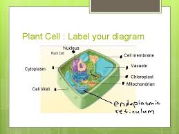 Plant cell wall diagram with labels. Lets Cellebrate The Cell Animal And Plant Cells