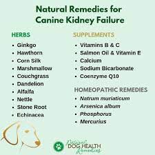 Check spelling or type a new query. Canine Kidney Failure Natural Remedies