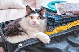 Separation anxiety is more than a little whimpering when you head out the door. Leaving For The Holidays Tips On Holidays And Cat Care Catster