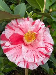 Image result for Camellia japonica