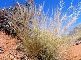 Image result for Stipagrostis uniplumis