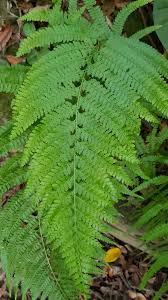 Image result for Microlepia