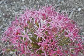 Image result for Boophone