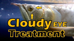 7 Reasons Your Fish Has A Cloudy Eye Fish Care Guide