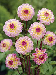 Dahlia El Paso Nz Bulbs Dahlia Flowers Growing Bulbs