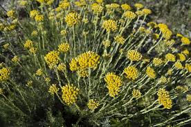 Image result for Helichrysum membranaceum