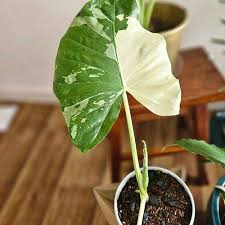 Image result for Alocasia odora