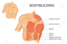 Chest workouts complete workout routines musclesports net. Illustration Of A Male Body Arms Shoulders Chest And Abs Bodybuilding Royalty Free Cliparts Vectors And Stock Illustration Image 62369116
