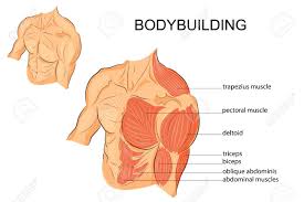 Chest muscles anatomy for bodybuilders. Illustration Of A Male Body Arms Shoulders Chest And Abs Bodybuilding Royalty Free Cliparts Vectors And Stock Illustration Image 62369116