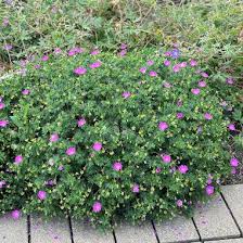 Image result for Geranium sanguineum Max Frei