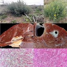 Image result for Senecio maranguensis