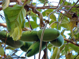 Image result for Mondia whitei