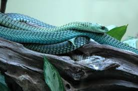 Boomslang Types Of Snake Poison Dart Frogs Weird Animals