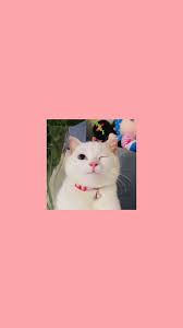 Check live stock availability today at hss.com or visit us in over 300 branches Katzentapete Ideen Fur Handy Wallpaper Ideen Katzentapete Telefon Tapeten Kitty Fuer Handy Ideen Seni Kucing Gambar Hewan Gambar Hewan Lucu