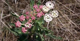 Image result for Pachycarpus