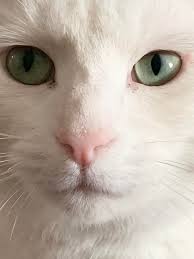 Cat lady shares her love for her feline family