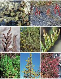 Image result for Sarcocornia natalensis