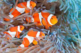 Jenis ikan laut yang sudah berhasil diadaptasi ke air tawar diantaranya adalah : Ikan Nemo Air Laut Startseite Facebook