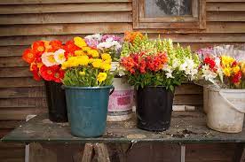 Currently, cut flowers are grown almost all over the country, from hainan in the south to heilongjiang in the north, and from although the companies in liaoning, jining, beijing, shanghai, shaanxi and shandong have produced some bulbs, most of the bulbs necessary for growing cut flowers in china. Trading Flowers Sa Country Life