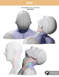 Dummies helps everyone be more knowledgeable and confident in applying what they know. Artstation Neck Anatomy Anatomy For Sculptors