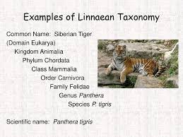 Classification Organizing Life S Diversity Ppt Download