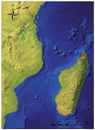 Image result for Paranecepsia alchorneifolia