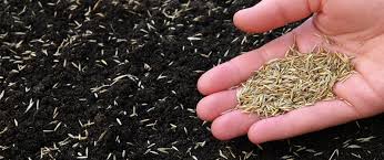 Be aware that quick grow grasses usually contain annual grasses, which may or may not be what you need. How To Plant Tall Fescue Grass Seed