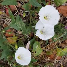 Image result for Convolvulus arvensis