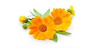 Ringelblume Ringelblumen Ringelblume Krauter Pflanzen