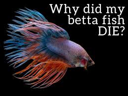 Top 6 Reasons Betta Fish Die And How To Prevent It In 2020 Betta Fish Betta Fish Tattoo Betta Fish Toys