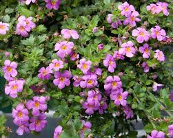 Image result for Bacopa