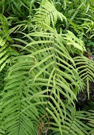 Image result for Polyphlebium