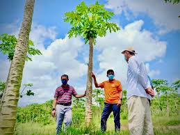 Austral star sdn bhd (formerly known as art trading) understands excellence. Jabatan Pertanian Malaysia On Twitter Turunpadang Ketua Pengarah Pertanian Ybhg Datuk Mohd Nasir Bin Warris Ke Ladang Agropolitan Chemomoi Bentong Pahang Ladang Yang Berkeluasan 200 Ekar Ini Di Tanam Dengan Tanaman Betik