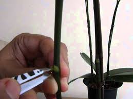 Find this pin and more on for our new garden by katie kupferschmidt. Propagating Phalaenopsis How To Apply Keiki Paste Youtube