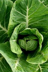 You want to leave them on the plants as long as possible, but before the pods burst. Collard Greens Benefits Nutrition Diet And Risks