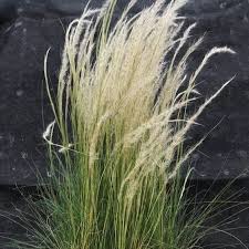 Image result for Stipa