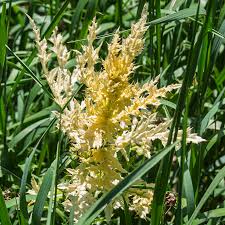 Image result for Sorghastrum fuscescens