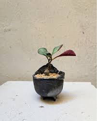 Image result for Monadenium pseudoracemosum