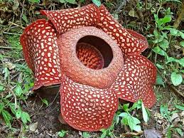 Corpse Lily A Remarkably Different And Unusual Flower Rafflesia Arnoldii Is Also The Largest Flower Of The World Unusual Flowers Rare Flowers Unique Flowers