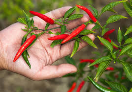 How to plant chillies in a garden. How To Plant Grow Chilli Peppers At Home Complete Guide