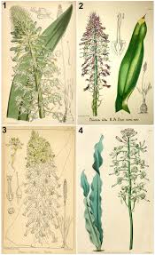 Image result for Litanthus pusillus