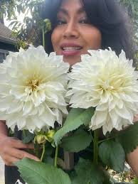 Beautiful White Dahlia Flowers in Gardening
