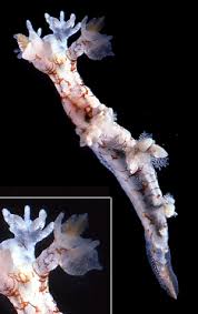 Image result for Hermannia seineri