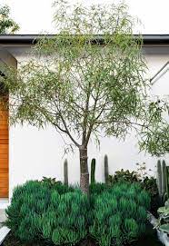 A Sustainable Succulent Garden In Sydney With Sculptural Drama Succulents Garden Winter Garden Succulents