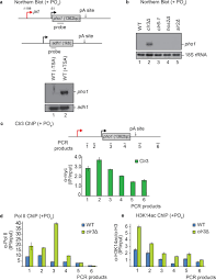 Histone Deacetylation Promotes Transcriptional Silencing At