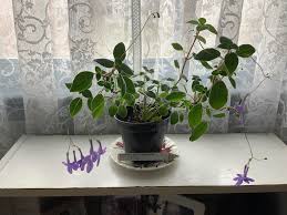 Image result for Distephanus divaricatus